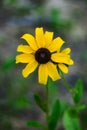 Close-up of a Black-eyed Susan Ã¢â¬â Rudbeckia hirta